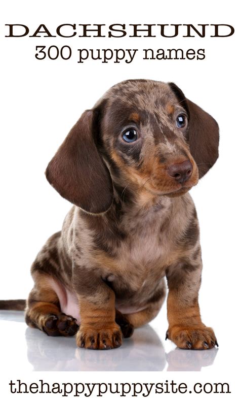 female wiener dog names|best female dachshund names.